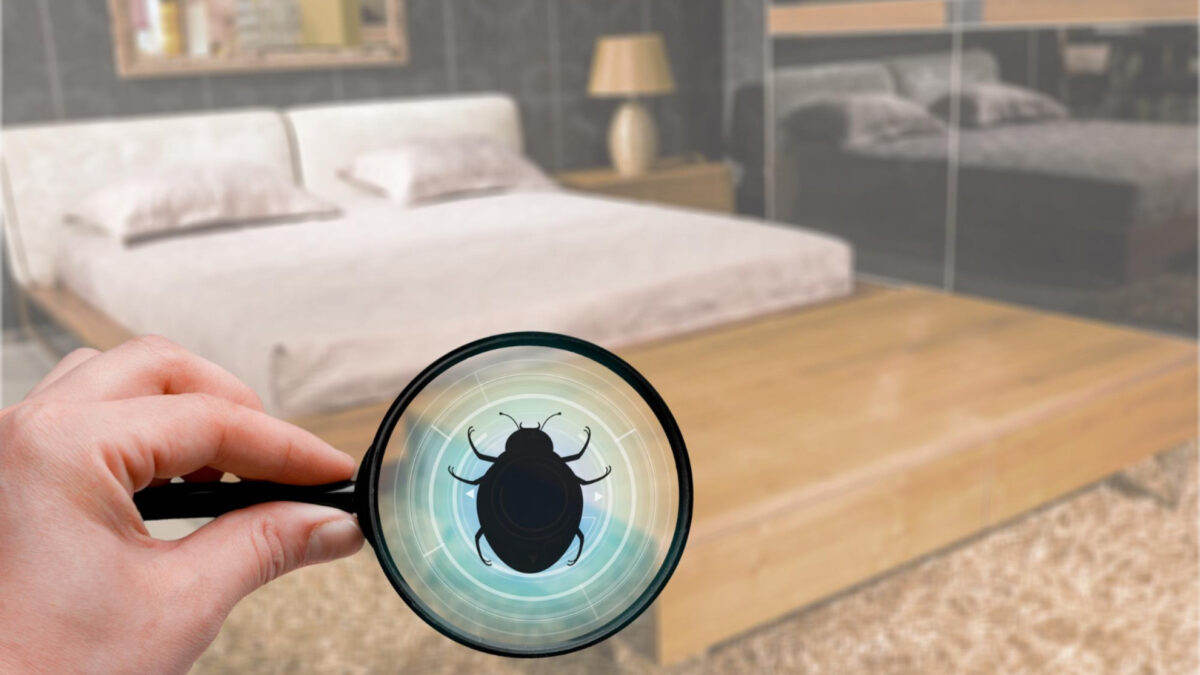 Comment désinsectiser les punaises de lit à Cognin ?